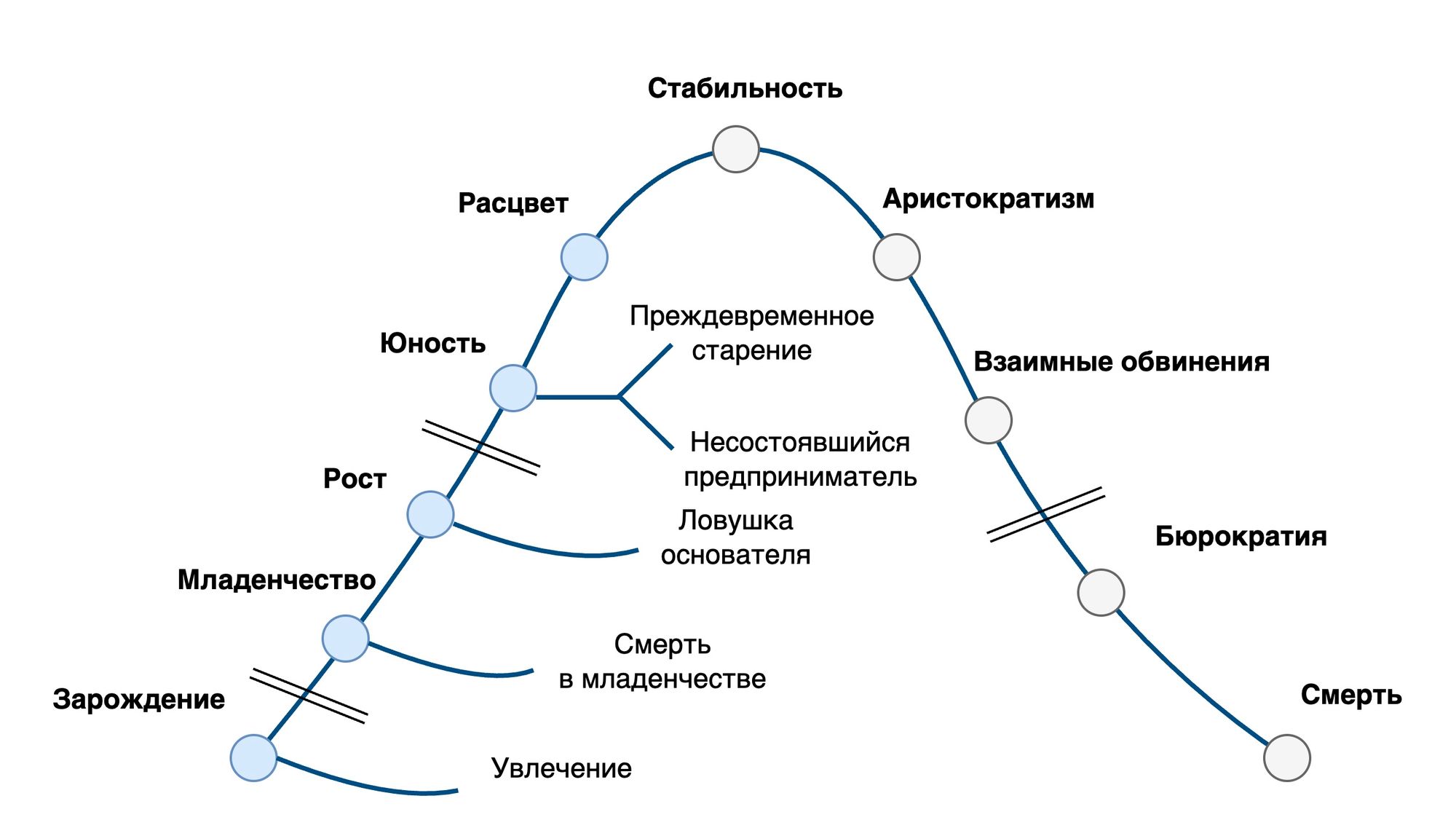 Адизес управление жизненным. Модель Адизеса. Модель жизненного цикла Адизеса. Жизненный цикл компании Адизес. Модель Адизеса жизненный цикл организации.